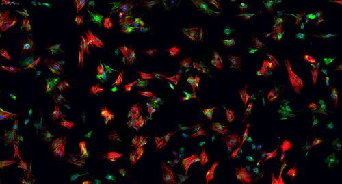 普通切片扫描（荧光双标 三色）
