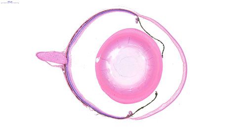 普通切片扫描(白光)