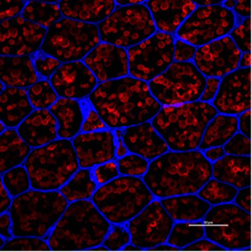 尼罗红染色（植物）