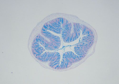阿利新蓝（AB）染色