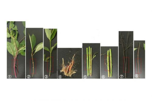 植物标本软化(普通根茎)